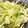 クックJK6256☆'s cooksnap of when they made 【再現レシピ】とりあえずキャベツ.