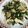 クック00N8WZ☆'s cooksnap of when they made 簡単！極旨！長芋とニラとツナ缶の炒め物.