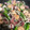 ☆るぅら☆'s cooksnap of when they made タコとエビの炒め物♪.