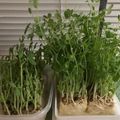 アンテの母さん's cooksnap of when they made 豆苗保存法.