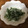 みやびんごーご's cooksnap of when they made 生春菊としらすの和えもの.