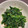 料理苦手はる's cooksnap of when they made ホウレンソウのごま和え.