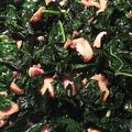 ame-ikuru's cooksnap of when they made ケールときのこのアーリオオーリオ♪.