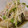 ﾋﾟﾛﾐ♡'s cooksnap of when they made 自宅で簡単！蒸し牡蠣（殻付き牡蠣）.