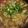 クック0UQ98I☆'s cooksnap of when they made 5倍濃縮めんつゆで、ブリ鍋。.
