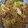 絵理香fl's cooksnap of when they made 牛肉とキャベツと長ネギのみそダレ炒め.