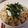 しらたまこむぎ's cooksnap of when they made 温泉卵と冷奴の豆腐丼（濃厚かつお醤油味）.
