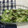 めがねりんご's cooksnap of when they made きゅうりとごはん昆布の酢の物.