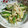 ﾆｬﾝﾀﾝ's cooksnap of when they made アスパラのバター炒め～マヨわさ醤油和え～.