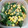 猫まんま☆'s cooksnap of when they made 冷凍ok！簡単！オクラとコーンの胡麻和え.