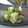 トクライ's cooksnap of when they made 簡単！小かぶでさっぱり千枚漬けﾓﾄﾞｷ.