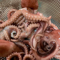 動物母さん's cooksnap of when they made ⭐️生タコを美しく柔らかく茹でる極意⭐️.