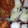 ma___111's cooksnap of when they made タコとミニトマトのにんにく炒め.