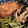 kohada2251's cooksnap of when they made たまねぎ天と水菜の煮びたし.