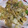 ミツナリ1600's cooksnap of when they made 豚肉と白菜の卵炒め.