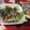 よちりん's cooksnap of when they made ﾌﾞﾛｯｺﾘｰｽﾌﾟﾗｳﾄで免疫力up☆.