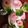 Iwaboo's cooksnap of when they made おせち料理に☆おもてなしに☆薔薇かまぼこ.