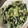 BlueRose♪'s cooksnap of when they made かつお菜のマヨネーズ和え.