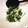 きリん1212's cooksnap of when they made ほうれん草とえのきの和え物.