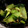 かめこきっちん's cooksnap of when they made 青梗菜のおかか和え.
