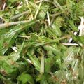 ÜCÖ♪'s cooksnap of when they made 隙間おかず♪水菜の塩昆布おかか和え.