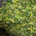 凪なぎ's cooksnap of when they made 大根の葉とおからの卵とじ.