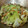 Ra16's cooksnap of when they made 豚キャベツの中華風炒め♪簡単.