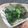 羽尼うに's cooksnap of when they made 菜の花の胡麻からしマヨ和え.