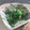 羽尼うに's cooksnap of when they made 菜の花の胡麻からしマヨ和え.