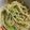 猿丸。。's cooksnap of when they made ツナと豆苗の和風パスタ.