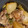 クックHI9KUQ☆'s cooksnap of when they made とろける～カブと鶏もも煮こみ料理.