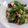 クックHG9V8Y☆'s cooksnap of when they made ピーマンと豚ばら肉のオイスターソース炒め.
