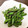 かなあい♡'s cooksnap of when they made いんげんの黒胡麻和え.