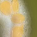 お願いひつじ's cooksnap of when they made 一個で目玉いっぱい冷凍卵で目玉焼き.