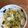 みつばみ's cooksnap of when they made 白菜浅漬け✿これが塩麹やわらかうま塩味★.