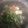 ヘルシーみちこ's cooksnap of when they made ふんわり鶏だんごとかぶのあったか煮.