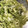クックNO8HYT☆'s cooksnap of when they made 塩こんぶと白菜の簡単副菜.