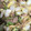 snow012's cooksnap of when they made 白菜の消費に！舞茸白菜オイ炒め♪.