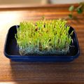 サヤスカマカン's cooksnap of when they made 古くなったお弁当箱で豆苗栽培.