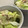 ほろまる's cooksnap of when they made 簡単すぎ⁈レタスとツナのサラダ.