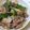 サイタブリア's cooksnap of when they made 豚肉とピーマン、キャベツの甘味噌炒め.