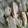 ひかげ's cooksnap of when they made とりハム.