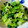 ＊キーツニャン＊'s cooksnap of when they made いろいろ野菜ののりっこあえ.