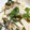 Muffin33's cooksnap of when they made 【作り置き】大根のツナマヨサラダ.