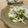 solapapa's cooksnap of when they made 水菜とごぼうのごまマヨサラダ.