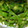 クックUY0IHO☆'s cooksnap of when they made めちゃ旨簡単ピーマンの中華炒め.