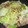 クック92EYWT☆'s cooksnap of when they made 簡単！キャベツと挽肉のあんかけ風.
