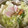 ☆こまっと☆'s cooksnap of when they made お鍋の野菜の切り方☆しゃぶしゃぶ用！.