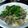 ♡みぃちゃん♡'s cooksnap of when they made 蒸すだけ簡単☆豚バラもやし.