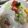 サティヤン's cooksnap of when they made 鶏ハム.
